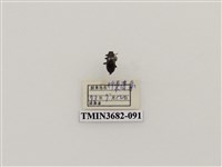 藏品(鞘翅目(2))的圖片